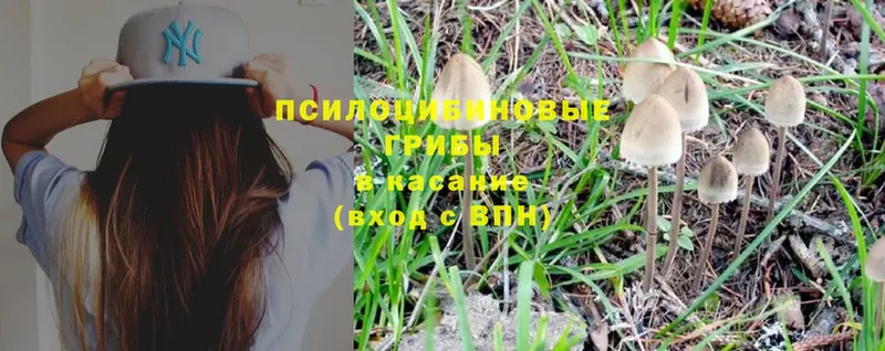 omg ONION  наркотики  Томск  Галлюциногенные грибы Psilocybe 
